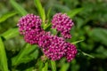 Close-up view of emerging rosy pink blossoms and buds on a swamp milkweed plant