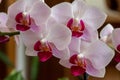 Close-up view of beautiful red and white phalaenopsis moth orchid flowers Royalty Free Stock Photo
