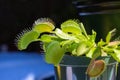 Macro abstract view of a Venus flytrap houseplant Royalty Free Stock Photo