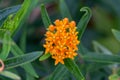 Macro abstract view of blooming butterfly weed flower blossoms