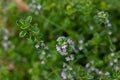 Flower blossoms on a variegated lemon thyme herb plant
