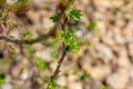 Alpine currant (ribes alpinum) buds and young leaves