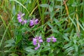 Summer Blooming Purple Obedient Plant Wildflowers