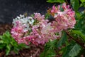 Summer blooming French hydrangea flowers