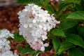 Summer blooming French hydrangea flowers