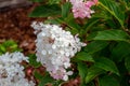 Summer blooming French hydrangea flowers