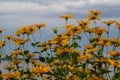 Summer blooming oxeye daisy wildflowers meadow landscape