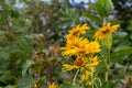 Summer blooming oxeye daisy wildflowers meadow landscape