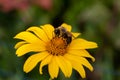 Summer blooming oxeye daisy wildflowers meadow landscape Royalty Free Stock Photo