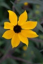 Single Brown-eyed Susan flower blossom Royalty Free Stock Photo