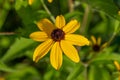 Single Brown-eyed Susan flower blossom Royalty Free Stock Photo