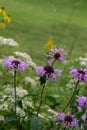 Wild bergamot bee balm wildflowers