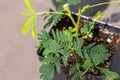 Macro view of leaves on a Sensitive plant Royalty Free Stock Photo