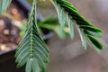 Macro view of leaves on a Sensitive plant Royalty Free Stock Photo