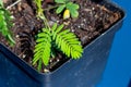 Macro view of leaves on a Sensitive plant Royalty Free Stock Photo