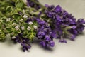 Macro view of stems of variegated lemon thyme and English lavender herb flowers