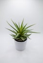 Potted Haworthia houseplant studio shot