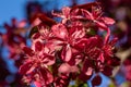 Royalty crabapple tree flower blossoms in full bloom Royalty Free Stock Photo