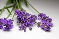 Macro view of stems of purple English lavender herb flowers Royalty Free Stock Photo