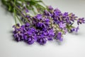 Macro view of stems of English lavender herb flowers Royalty Free Stock Photo