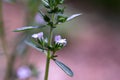 Macro view of tiny summer savory flowers satureja