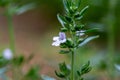 Macro view of tiny summer savory flowers satureja Royalty Free Stock Photo