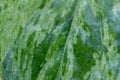 Single leaf of a variegated pothos plant on white background Royalty Free Stock Photo