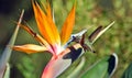 Allens Hummingbird feeding on a Bird of Paradise flower. Royalty Free Stock Photo
