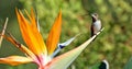 Allens Hummingbird resting on a Bird of Paradise flower.