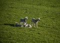 Meadows and lambs, Peak District, England, the UK. Royalty Free Stock Photo