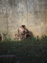 monkey and her young leaning against the wall