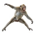 Aggressive monkey mid-leap with expressive facial expression and open mouth Royalty Free Stock Photo