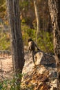 A monkey sitting on a rock, with a tree trunk in the foreground Royalty Free Stock Photo