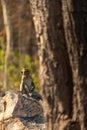 A monkey sitting on a rock, with a tree trunk in the foreground Royalty Free Stock Photo