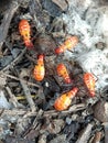 This image shows multiple red cotton bugs, Dysdercus cingulatus