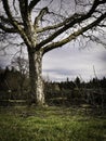 Apple tree after pruning