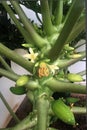 Papaya Plant with flowers