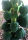 Papaya Plant with fruits Royalty Free Stock Photo