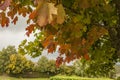 Autumn - parks in London, colourful leaves. Royalty Free Stock Photo