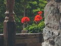 Pelargonium in belcony box Royalty Free Stock Photo