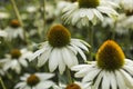 Royal Botanic Gardens, Kew, London - flowers with yellow centre. Royalty Free Stock Photo