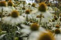 Royal Botanic Gardens, Kew, London, the UK - flowers with yellow centre; a mishmash. Royalty Free Stock Photo