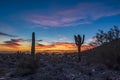 Sunset and Saguaros in the Sonoran desert of Arizona Royalty Free Stock Photo