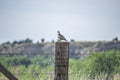 Scaled Quail On Old Fencepost Royalty Free Stock Photo