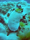 Image of seasquirt tunicate in Indonesia Royalty Free Stock Photo