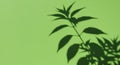 The image shows the shadow of a plant with several elongated leaves cast on a lime Royalty Free Stock Photo