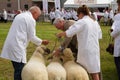 Sheep being judged at the Royal Welsh Show