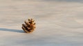 A single pine cone rests on a light beige surface. Royalty Free Stock Photo