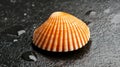 A single orange and white seashell rests on a wet black surface. Royalty Free Stock Photo