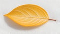 A single yellow leaf with a brown stem rests on a white surface. Royalty Free Stock Photo